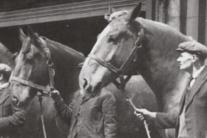 Bermondsey Council stables 1953