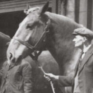 Horses: Bermondsey